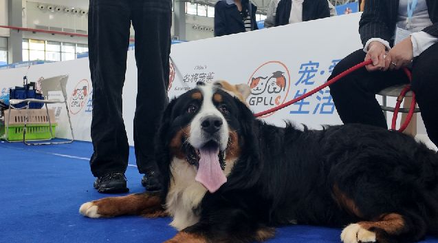 宠爱生活展览会今日盛大开幕!开元棋牌app2025贵州(图3) 宠爱生活展览会今日盛大开幕!开元棋牌app2025贵州(图3)