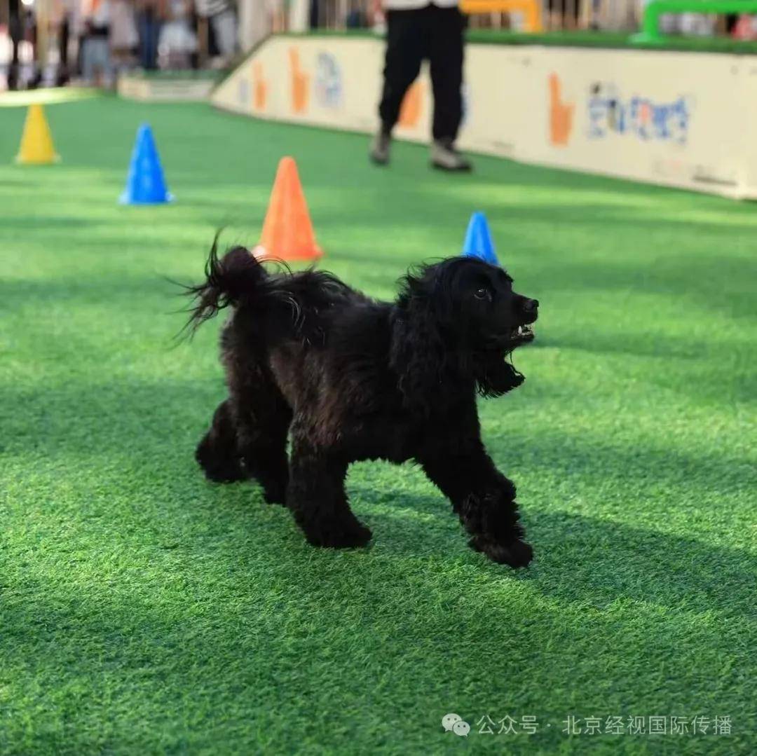 2025寰球爱宠宠物选美大赛网络报名开始!开元棋牌网站“寰球萌力集结共赴美学盛宴——(图2) 2025寰球爱宠宠物选美大赛网络报名开始!开元棋牌网站“寰球萌力集结共赴美学盛宴——(图2)